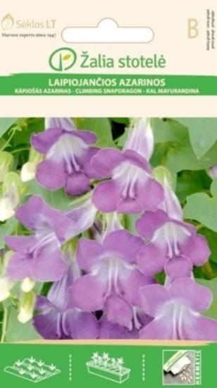 Prekės „Sėklos azarinos laipiojančios VIOLET IŠPARDUOTA“ paveikslėlis