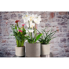 Prekės nuotrauka Vazonas baltas 14 cm Pillar lava CERMAX