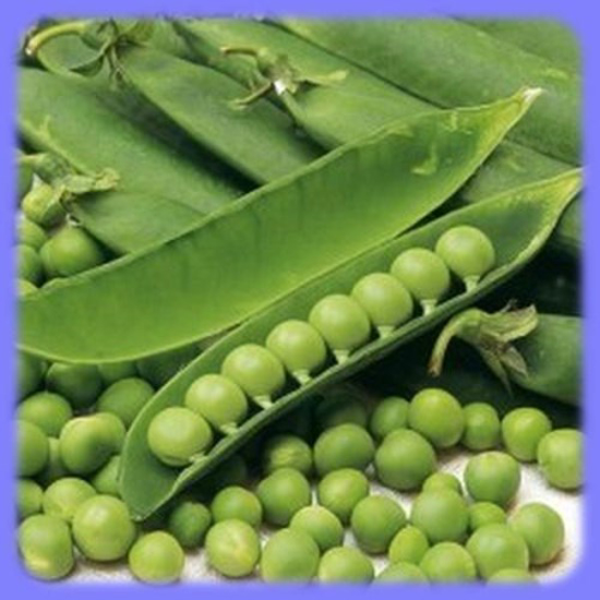 Prekės nuotrauka Sėklos žirniai raukšlėtieji CETRIS 30g IŠPARDUOTA