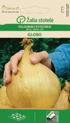Prekės „Svogūnų sėklos GLOBO Žalia stotelė“ paveikslėlis