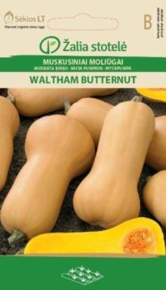 Prekės „Muskusinių moliūgų sėklos WALTHAM BUTTERNUT“ paveikslėlis