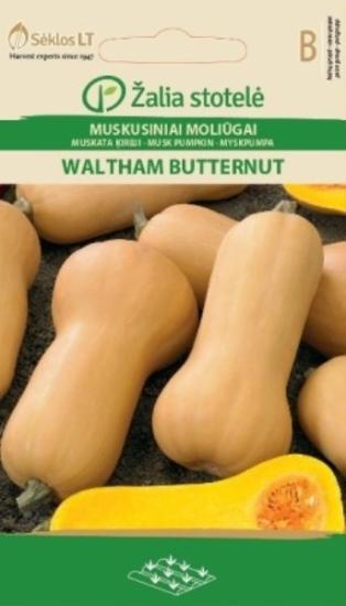 Prekės „Muskusinių moliūgų sėklos WALTHAM BUTTERNUT“ paveikslėlis