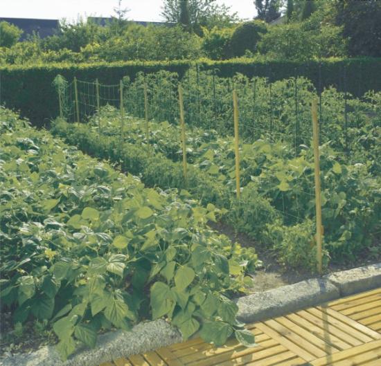 Prekės „Tinklas žirniams 1,2 x 5 m SZ-120/8 120243“ paveikslėlis