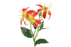 Prekės nuotrauka Gėlė dekoratyvinė 65cm Gloriosa 4Living
