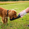 Prekės nuotrauka Šunų gertuvė Mountain Paws Folding Dog Water Bottle