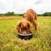 Prekės nuotrauka Dubenėlis šunims Mountain Paws Basecamp Dog Bowl