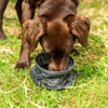 Prekės nuotrauka Dubenėlis šunims Mountain Paws Collapsible Dog Water Bowl - Chaki (Khaki)