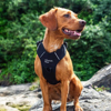 Prekės nuotrauka Šunų apraišai Mountain Paws Dog Harness - Juoda, S