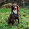 Prekės nuotrauka Šunų apraišai Mountain Paws Dog Harness - Juoda, L