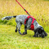 Prekės nuotrauka Šunų apraišai Mountain Paws Dog Harness - Raudona, L