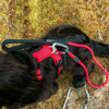 Prekės nuotrauka Šunų apraišai Mountain Paws Dog Harness - Raudona, L