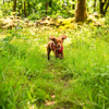 Prekės nuotrauka Šunų apraišai Mountain Paws Dog Harness - Raudona, L
