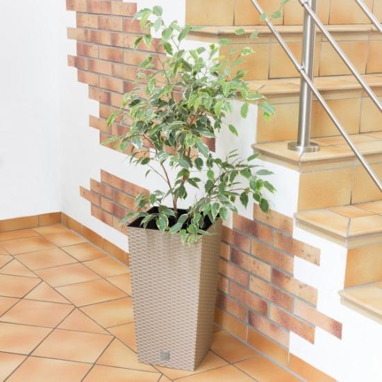 Prekės „Plastikinis vazonas DRTS325-7529U Rato Square, šviesiai rudos spalvos“ paveikslėlis