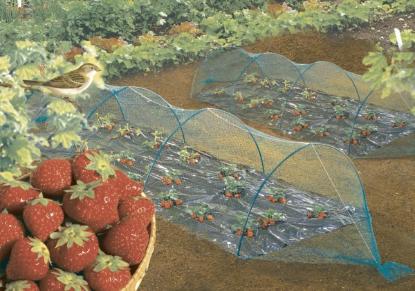 Prekės „Tinklas nuo paukščių 4 x 10 m Nort Birdnet“ paveikslėlis