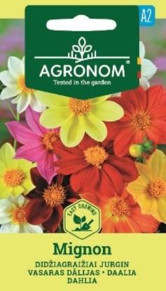 Prekės „Sėklos jurginai didžiagraižiai MIGNON Agronom“ paveikslėlis