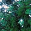 Prekės „Kalėdinė girlianda 720 LED, 54 metrai, šaltai balta“ paveikslėlis