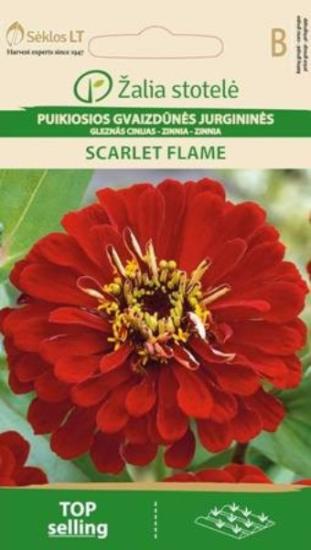 Prekės „Sėklos puikiosios gvaizdūnės jurgininės SCARLET FLAME 1 g“ paveikslėlis
