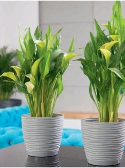 Prekės „Vazonas plastikinis Sahara 27cm  3042“ paveikslėlis