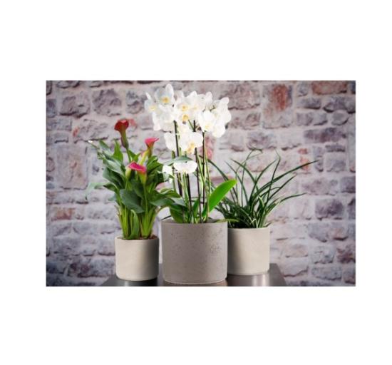 Prekės „Vazonas umbra 14 cm Pillar lava CERMAX“ paveikslėlis