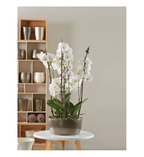 Prekės „Vazonas antracitas 28 cm Misa 303 CERMAX“ paveikslėlis