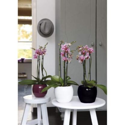 Prekės „Vazonas juodas 20 cm Kula 510 CERMAX“ paveikslėlis