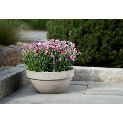 Prekės „Vazonas bazaltas 26 cm Misa Levy CERMAX“ paveikslėlis
