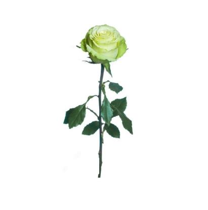 Prekės „Dirbtinė gėlė Rožė LT Green, 64 cm“ paveikslėlis