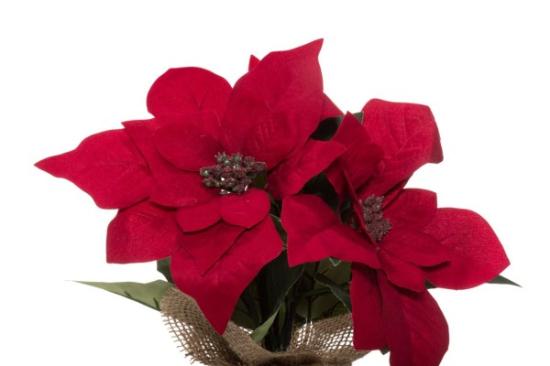 Prekės „Gėlė puansetija, 23 cm Winteria“ paveikslėlis