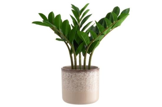 Prekės „Vazonas keramikinis 17cm beige 4Living“ paveikslėlis