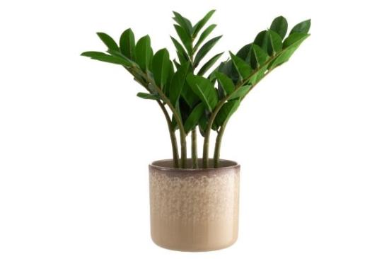 Prekės „Vazonas keramikinis 17cm beige 4Living“ paveikslėlis