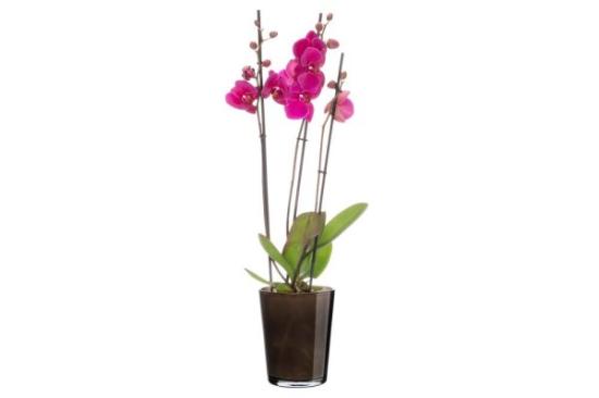 Prekės „Vazonas orchidėjoms pilkas dūminis 1,2l Lille 4Living“ paveikslėlis