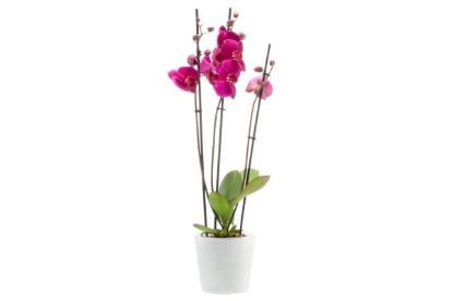 Prekės „Vazonas orchidėjoms baltas matinis 1,2l Lille 4Living“ paveikslėlis