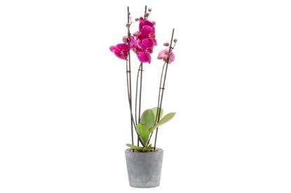 Prekės „Vazonas orchidėjoms 1,2l Fiore 4Living“ paveikslėlis