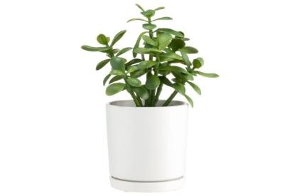 Prekės „Vazonas keramika15cm baltas Tapiola 4Living“ paveikslėlis