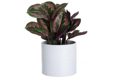 Prekės „Vazonas keramika 20cm baltas Melissa 4Living“ paveikslėlis