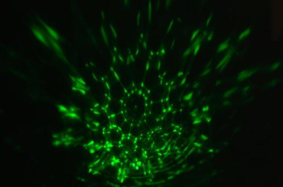 Prekės „Projektorius žvaigždžių Galaxi Finnlimor“ paveikslėlis