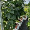 Prekės „Dėžė augalų drėkinimo, laistymo Garden Basic Klasika“ paveikslėlis
