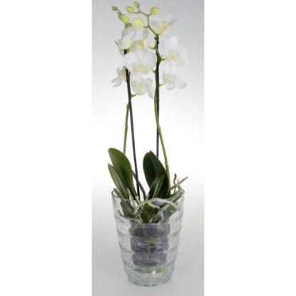 Prekės „Vazonas orchidėjoms Krakla banga Cermax“ paveikslėlis