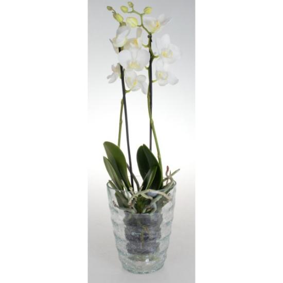 Prekės „Vazonas orchidėjoms Krakla banga Cermax“ paveikslėlis