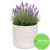 Prekės „Vazonas 14cm Pillar Granit Cermax“ paveikslėlis