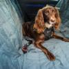 Prekės „Šunų saugos diržas Mountain Paws Dog Seat Belt“ paveikslėlis