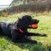 Prekės „Šunų aksesuaras Mountain Paws Dog Wave Treat Ball Dispenser“ paveikslėlis