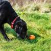 Prekės „Šunų aksesuaras Mountain Paws Dog Wave Treat Ball Dispenser“ paveikslėlis