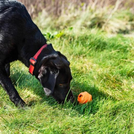 Prekės „Šunų aksesuaras Mountain Paws Dog Wave Treat Ball Dispenser“ paveikslėlis