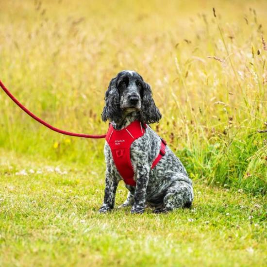 Prekės „Šunų pavadėlis Mountain Paws Rope Dog Lead - Raudona“ paveikslėlis