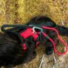 Prekės „Šunų pavadėlis Mountain Paws Rope Dog Lead - Raudona“ paveikslėlis