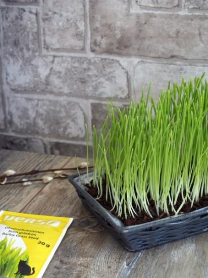 Prekės „Miežių žolės sėklos katinams Verso, 20 g“ paveikslėlis