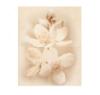 Prekės „Dekoras DIANA FLOWER 40x50cm“ paveikslėlis