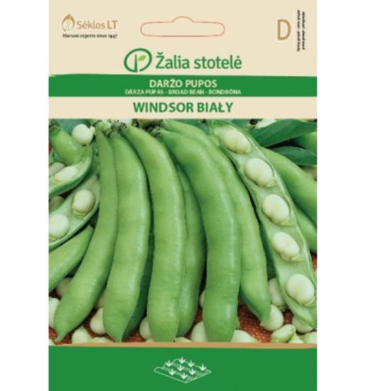 Prekės „Daržo pupų sėklos WINDSOR BIALY, 50 g“ paveikslėlis